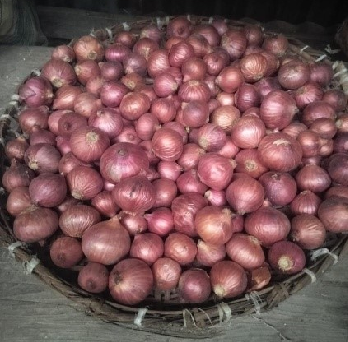 Redefining Onion Cultivation in Manipur: The Success Story of Arka Kalyan