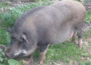 pig-01-23052014