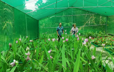 Agri–Horti–Livestock Based Integrated Farming System: A Pathway to Higher Farm Profitability for Tribal Farmers in Mizoram