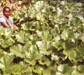 sabita1-CARI-SUcess-story-s