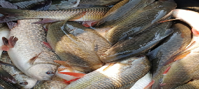 Traditional to Transformation: A Success Story of Scientific Fish Farming