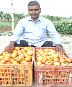 Boosting Tomato Yield through Two-Stem Training: A Polyhouse Success Story from Sonbhadra
