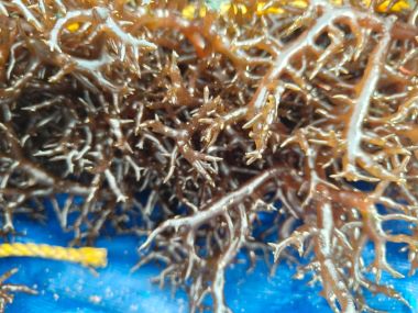 Maiden Seaweed Harvest in Puducherry Emerges as a Major Success under ICAR–CMFRI’s Guidance