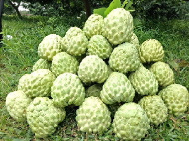 Arka Sahan Annona: Smart Farming for All-Season Profitability