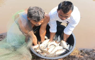 Traditional to Transformation: A Success Story of Scientific Fish Farming