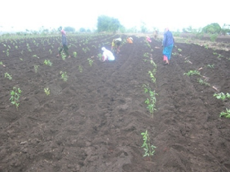 Transplanting Technology: Unlocking the Yield Potential of Pigeonpea through a Sustainable and Resource-Efficient Approach in Bidar District