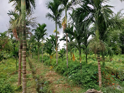 Nabanidhi Gogoi: Transforming Integrated Farming into a Profitable Rural Enterprise in Assam