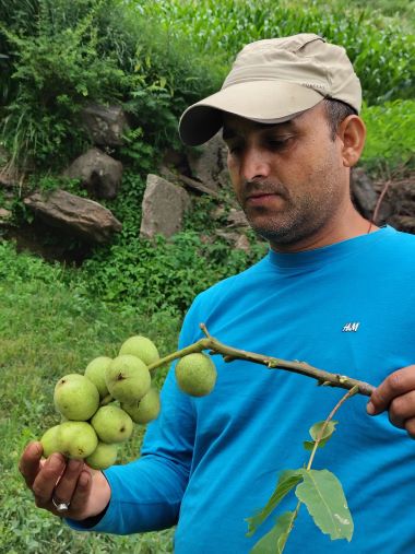 Turning Passion into Prosperity: The Walnut Success Story of Shri Suneel Singh with ICAR-CITH, Srinagar