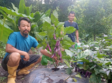 Organic Brinjal Cultivation Enhances Livelihoods of Tribal Lepcha Farmers in North Sikkim