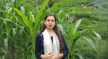 Empowering Chamba: ICAR-IIMR’s Interventions Drive Sustainable Maize Development in Tribal Villages