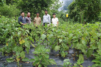 Organic Brinjal Cultivation Enhances Livelihoods of Tribal Lepcha Farmers in North Sikkim