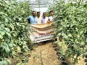 Boosting Tomato Yield through Two-Stem Training: A Polyhouse Success Story from Sonbhadra