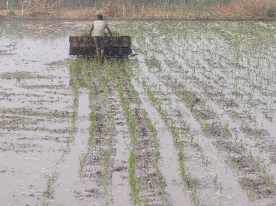 Punjab’s Paddy Transformation: A Success Story in Sustainable Mechanization