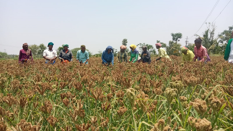 Dr M.L. Jat Honours Progressive Millet Farmer Shri K. Chikkana at ICAR-IIMR, Hyderabad