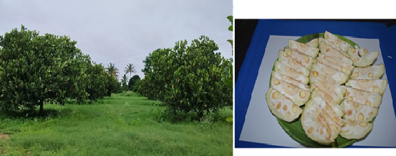 Linking Jackfruit Biodiversity with Livelihood Security: A Self-Sustaining Farmer-Led Success Story