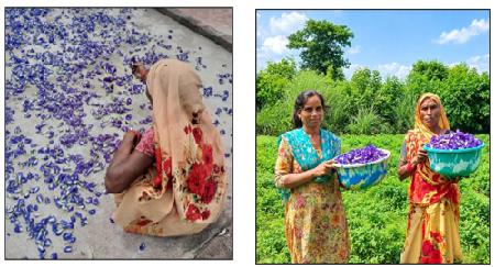 From a Small Beginning to a Women-Led Herbal Enterprise: The Sita Herbal Farm Story