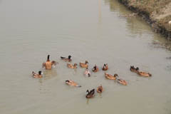 ss-chaur-11-12-2012-2