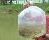 ss-ciari-12-11-2015-3