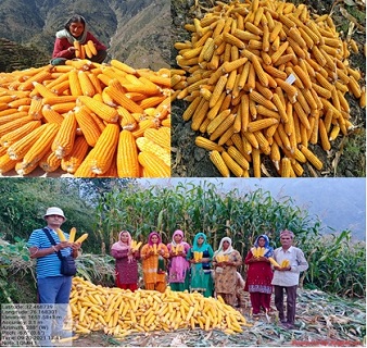 ICAR-IIMR’s hybrids reaching to the unreached with strategically diversifying seeds production site in India