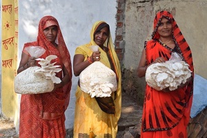 FPO based training to marketing model for sustainability of Mushroom production by women group at Varanasi: An ICAR-IIVR ingenuity