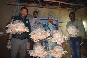 वाराणसी में महिला समूह द्वारा मशरूम उत्पादन की स्थिरता के लिए विपणन मॉडल के लिए एफपीओ आधारित प्रशिक्षण: भाकृअनुप-आईआईवीआर का एक प्रयोग