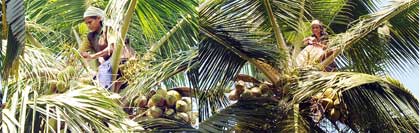 ss-polllinator--3-04-2013-strip