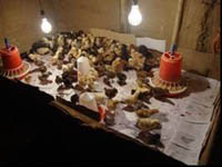 sucess-story-Backyard-Poultry-2