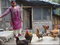 sucess-story-Backyard-Poultry-3