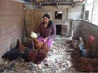 sucess-story-Backyard-Poultry-5