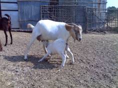 sucessstory_goat_clip_image004