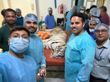 ICAR-IVRI, Izatnagar Performs Complex Orthopaedic Surgery on White Tigress from Delhi Zoo