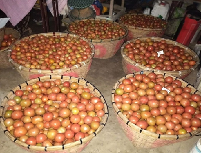 From Frost to Fortune: Arka Abhed Brings New Promise to Rabi Tomato Cultivation in Manipur