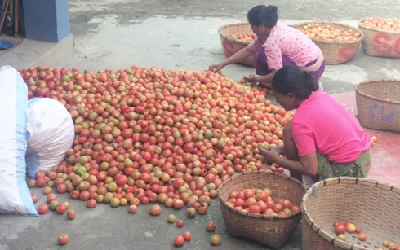 From Frost to Fortune: Arka Abhed Brings New Promise to Rabi Tomato Cultivation in Manipur