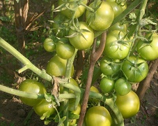 tomato-07-28112018.jpg 