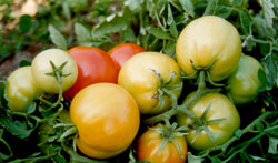tomato-genome-1_1.jpg 