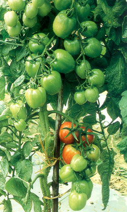 tomato-genome-2_1.jpg 