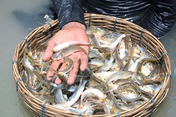 ICAR-CIFRI, Barrcakpore Demonstrates Successful Restoration of Indigenous Catfishes in Wetland Ecosystem