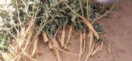 ICAR-DMAPR’s Contribution to Nagori Ashwagandha GI Tag Gains Global Spotlight at G7 Summit