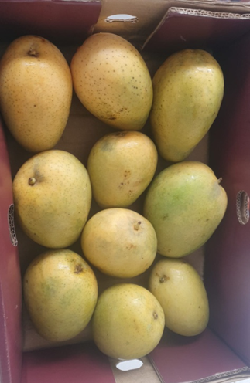 ICAR and APEDA Sea Protocol Cuts Mango Export Cost- Takes Indian Mangoes to Singapore by Ship
