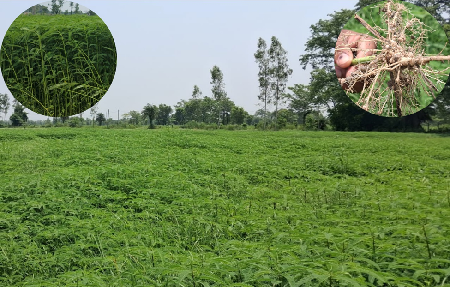ICAR-MGIFRI, KVK Parsauni and ATMA Join Hands to Strengthen Soil Health and Integrated Farming under Khet Bachao Abhiyan