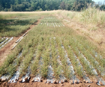 Polythene Mulching for Efficient Seed Collection in Stylosanthes hamate