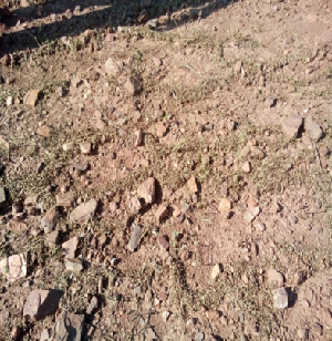 Polythene Mulching for Efficient Seed Collection in Stylosanthes hamate