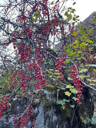 Unveiling Nature's Hidden Treasure: Conserving the Wild Edible Fruit Wealth of Western Arunachal Pradesh